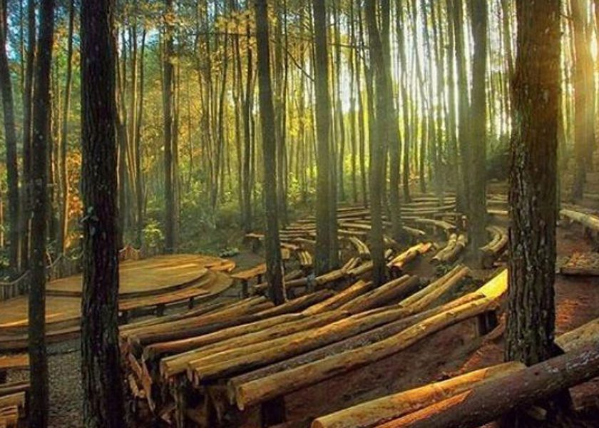 hutan pinus mangunan.jpg